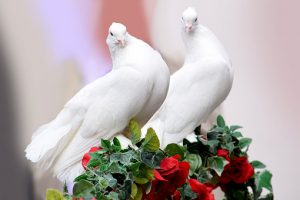 jeden z symboli ślubu - dwa gołębie